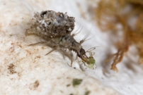 Une larve de Chrysope (Neuroptre - Chrysopidae - Pseudomallada sp.)